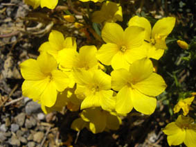 Linum campanulatum